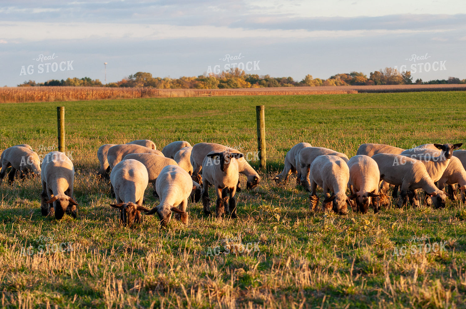 Sheep 103085