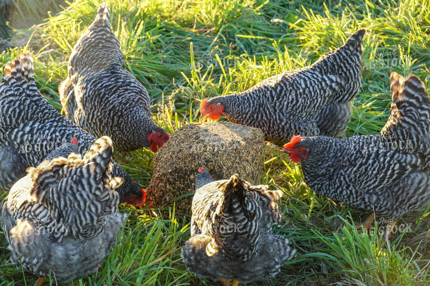 Chickens with Supplement Block 65609