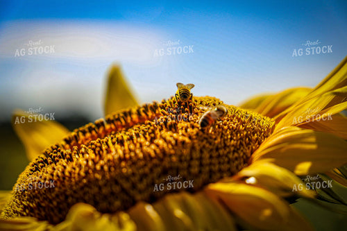 Bees on Sunflower 160004