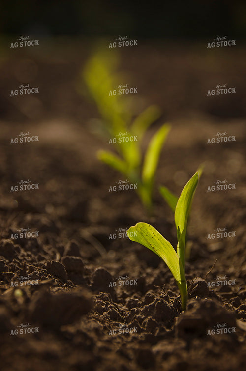 Early Growth Corn 137037