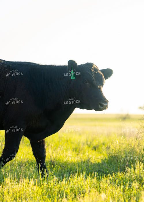 Cattle on Pasture 264040