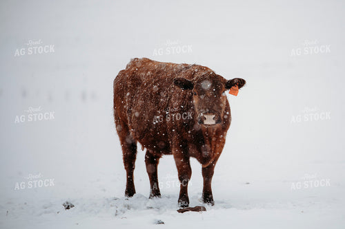 Cattle in Snow 203074
