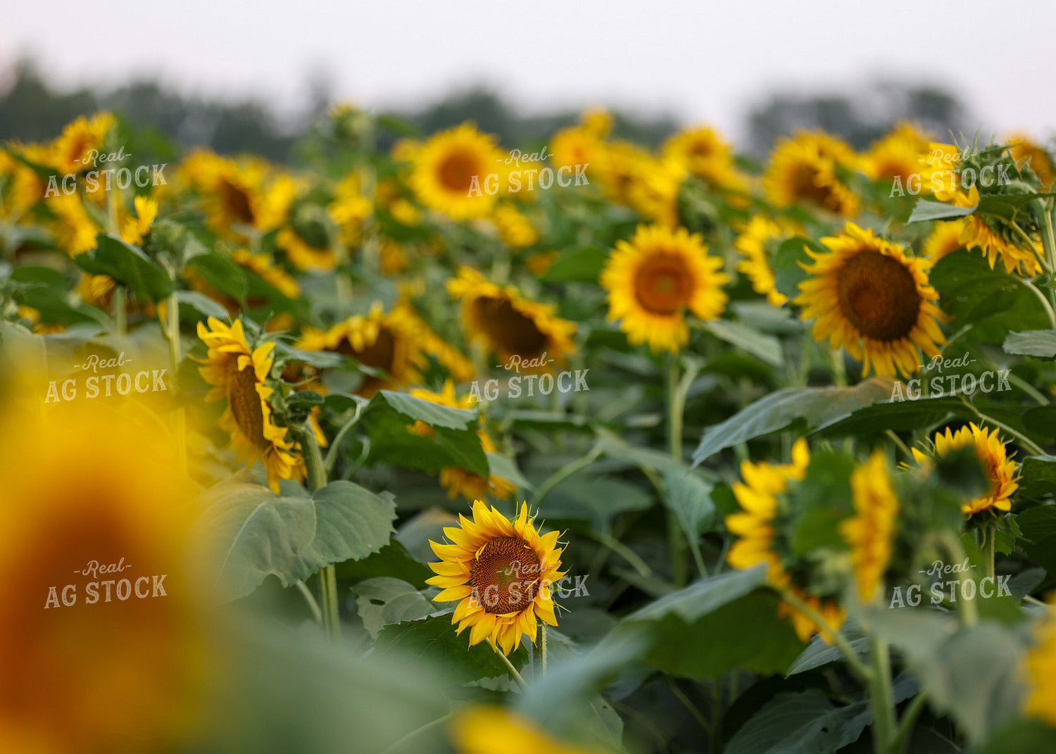 Sunflowers 160206