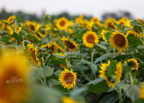 Sunflowers 160206