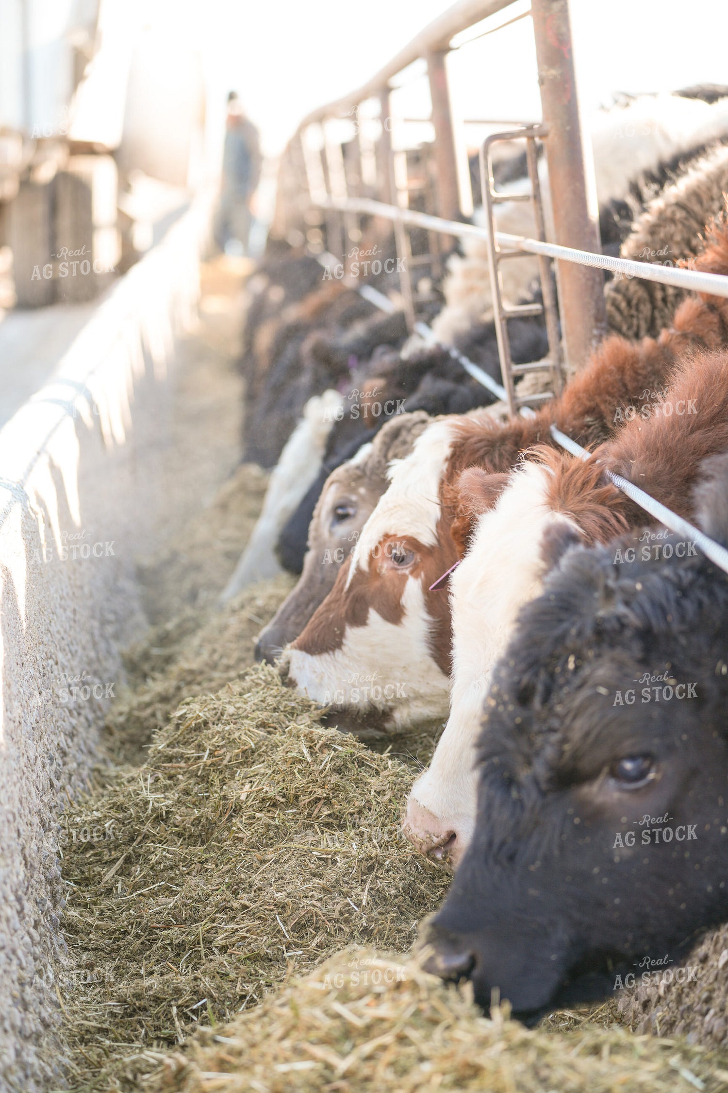 Cattle in Feedlot 293034