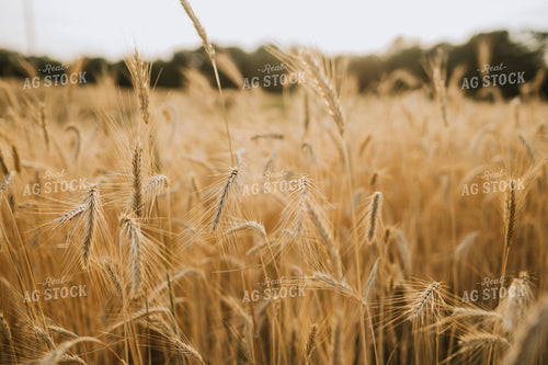 Field of Rye 5956