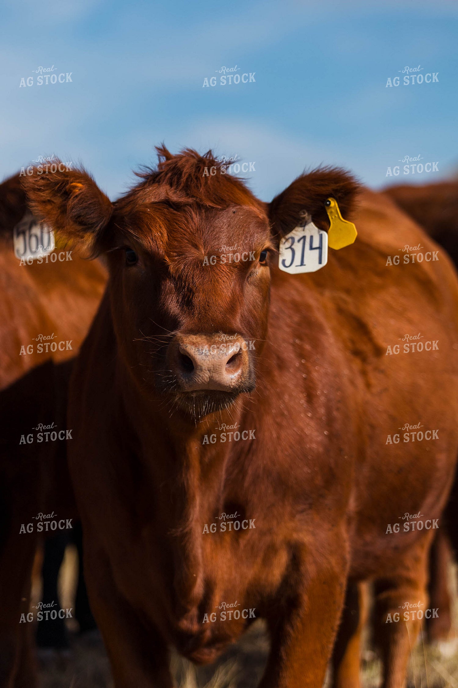 Bred Heifer on Pasture 97187