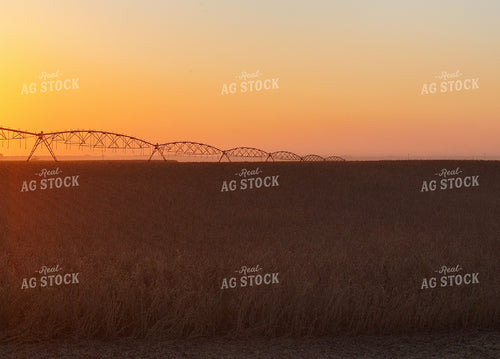 Dried Soybeans at Sunset 141466