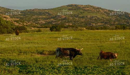 Cattle on Pasture 283005