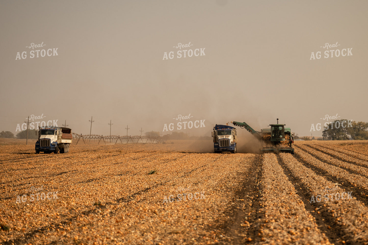 Onion Harvest 185171