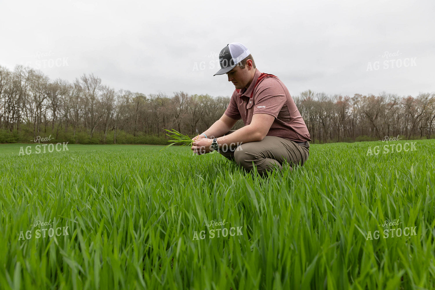 Scouting Rice 79614