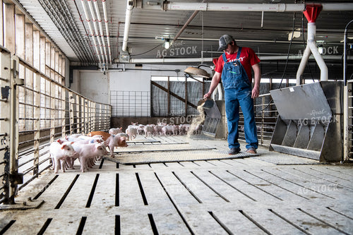 Farmer Feeding Piglets 197006