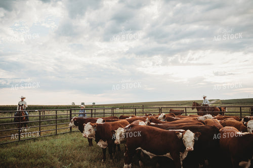 Ranchers Near Cattle 6472