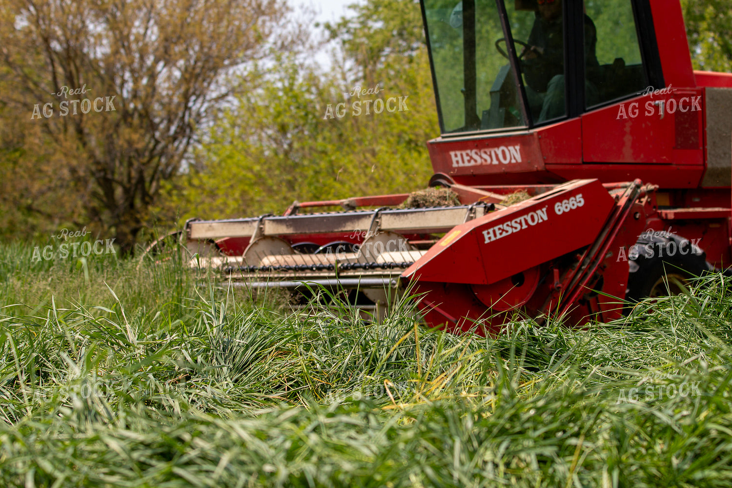 Harvesting Wheat for Baleage 157325