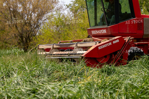 Harvesting Wheat for Baleage 157325