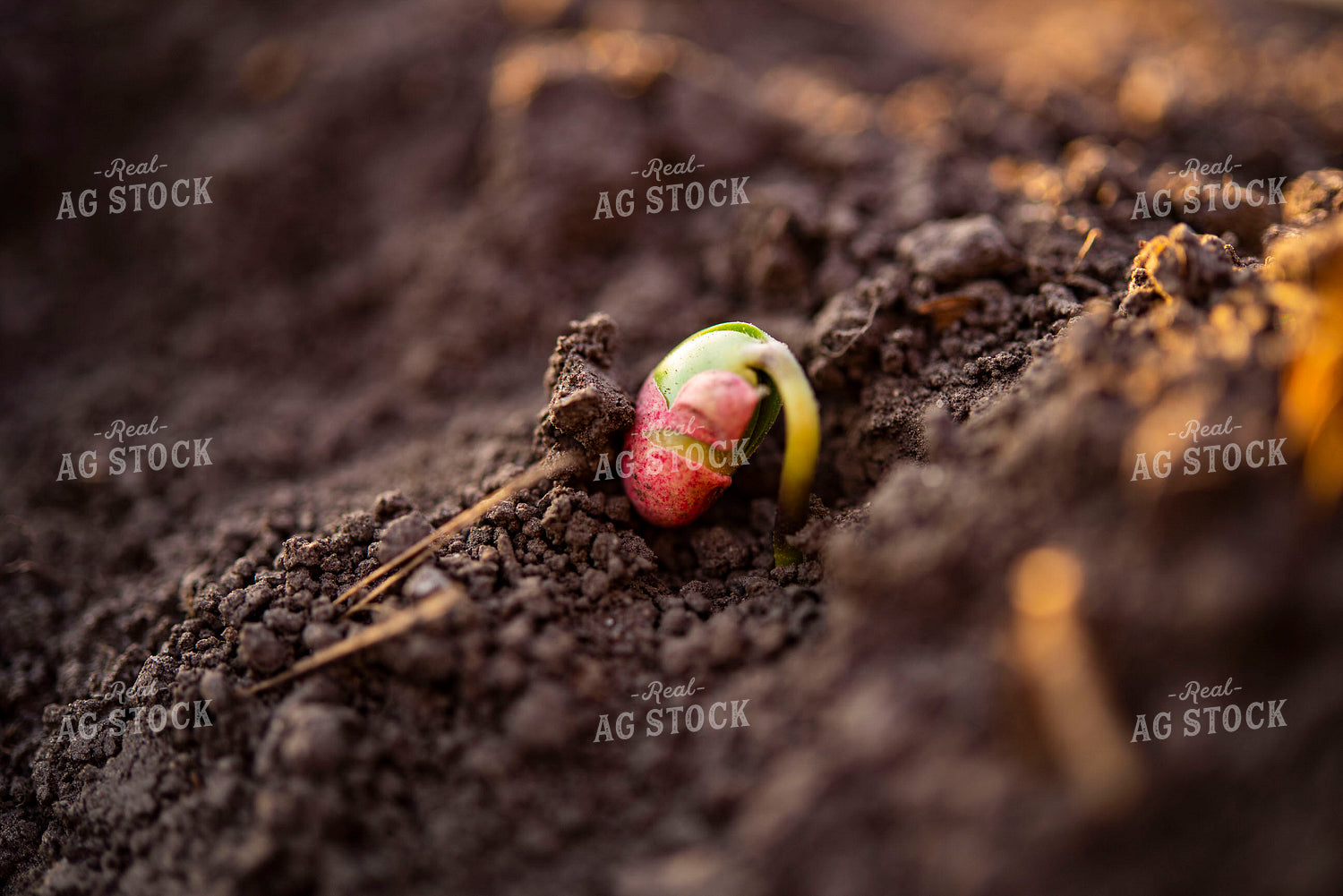 Soybean Emerges from Ground with Seed Coat Remaining 136017