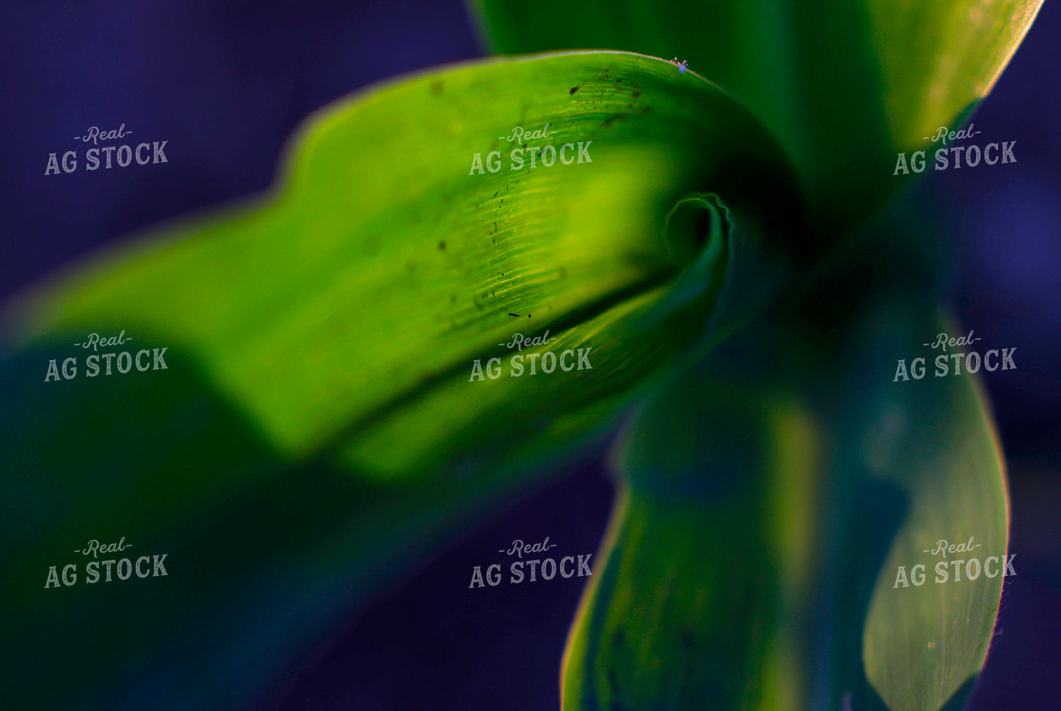 Corn Close Up 129153