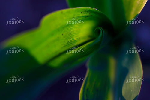 Corn Close Up 129153