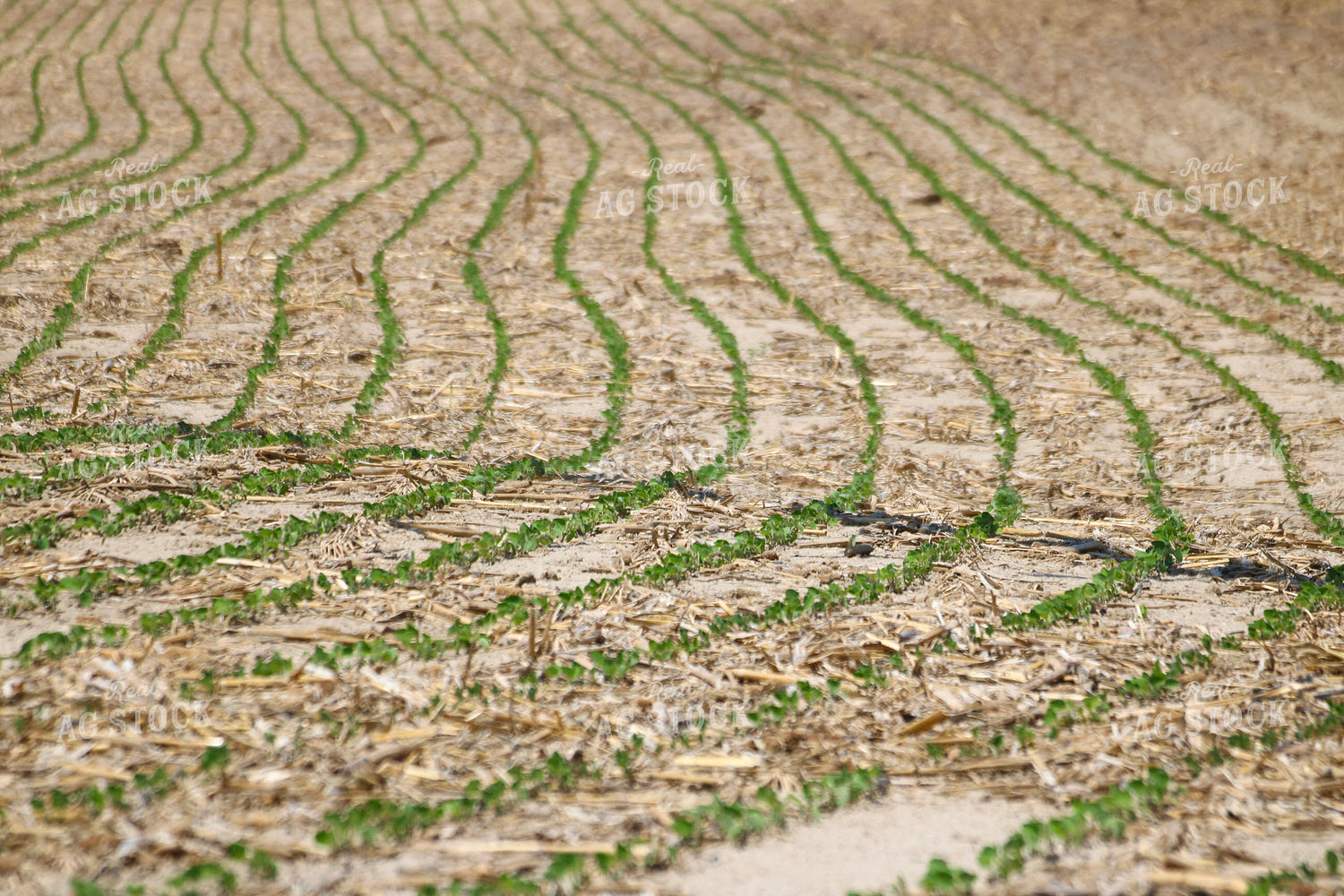 Early Growth Soybeans 82379