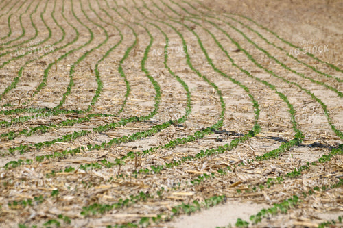 Early Growth Soybeans 82379
