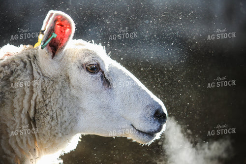Sheep in Snow 121006