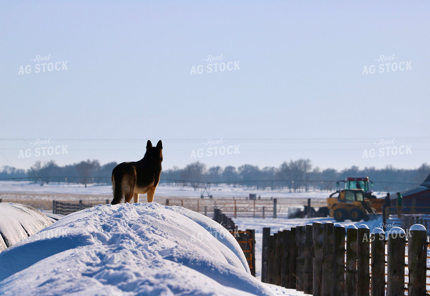 Farm Dog in Snow 299190