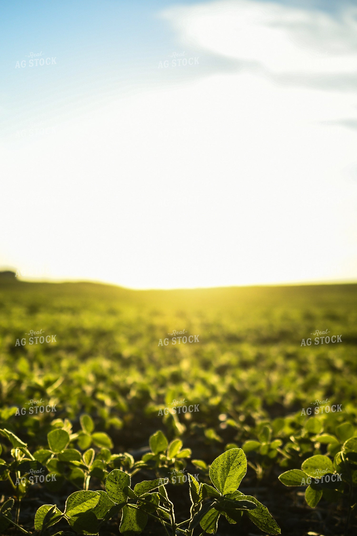 Sunrise over Soybean Field 191201