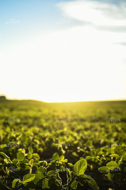 Sunrise over Soybean Field 191201