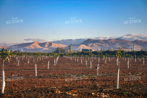 Citrus Tree Farm 188005