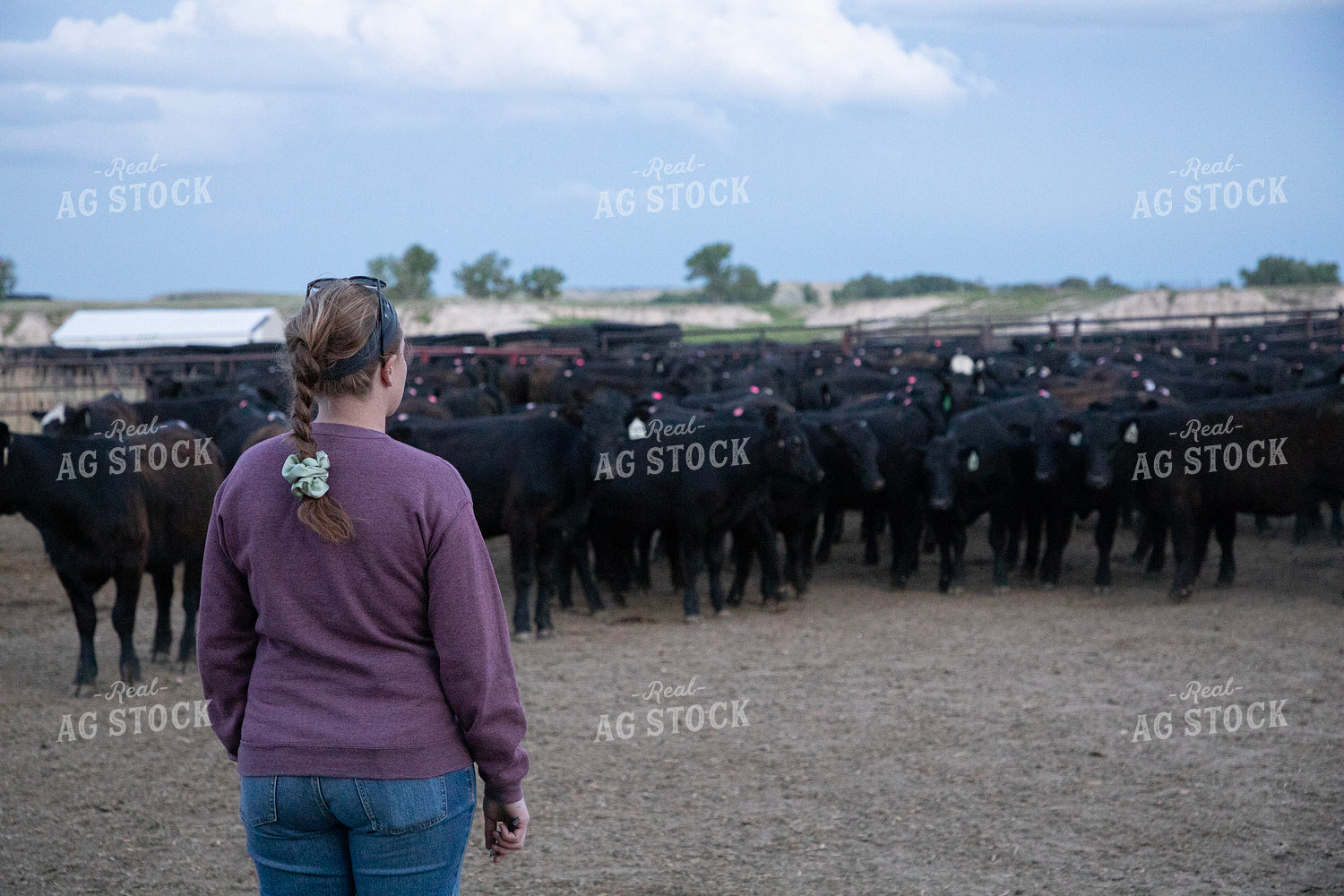 Female Rancher with Cattle 117072