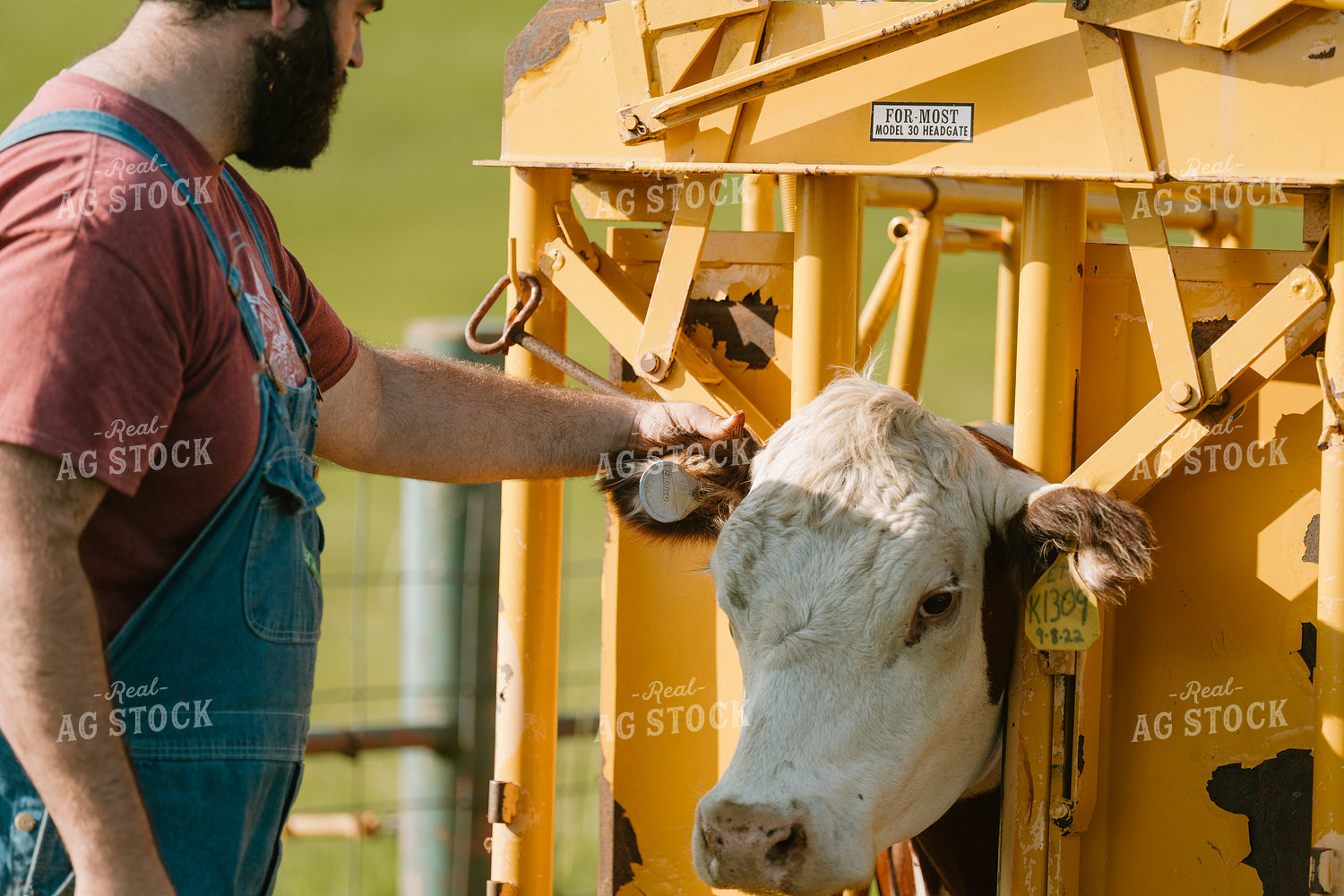 Working Cattle 125380