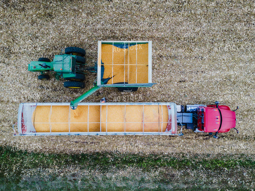 Corn Harvest 115144