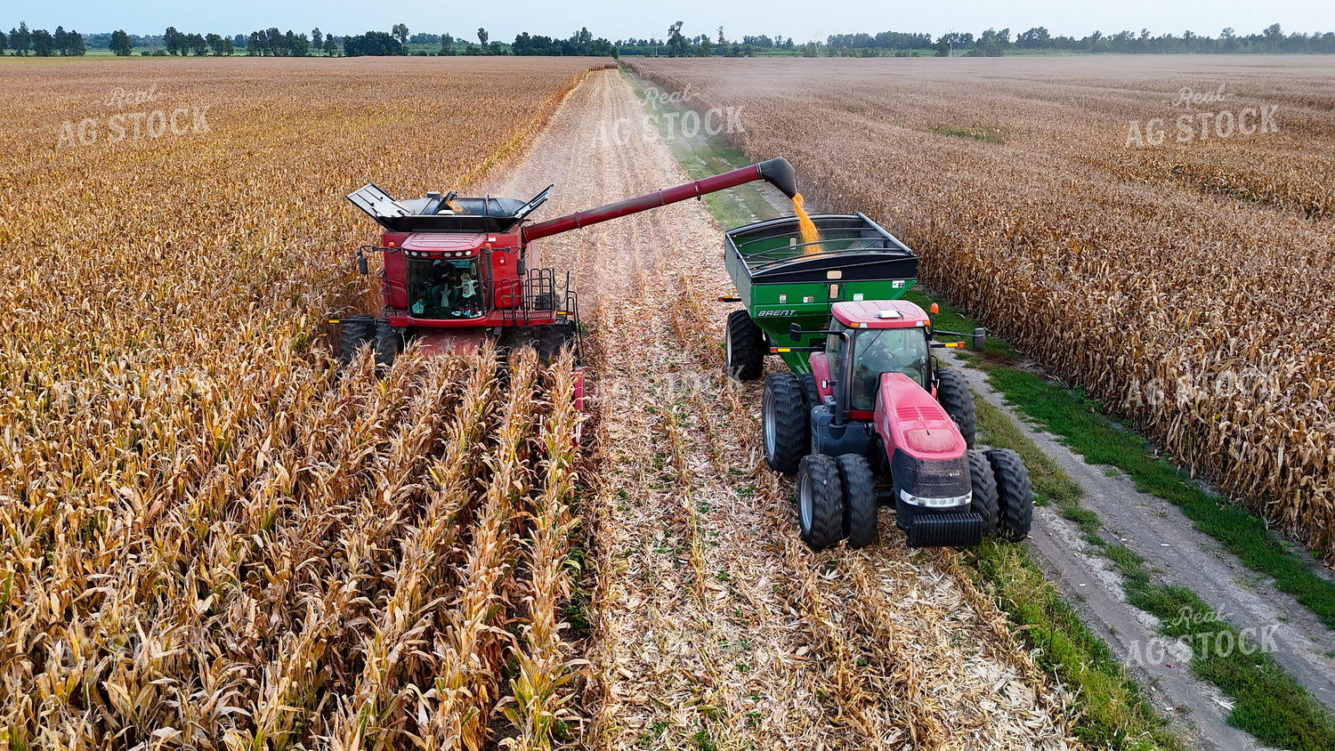 Corn Harvest 191270