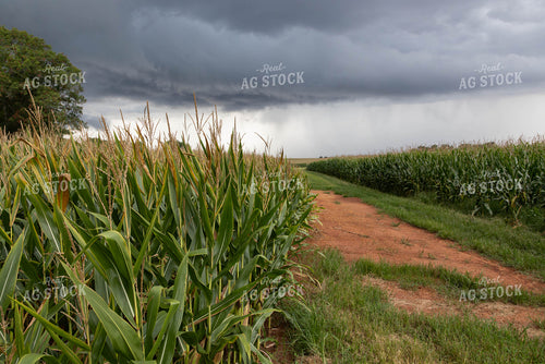 Summer Storm Over Cornfield 79705