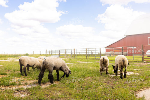 Sheep 161175