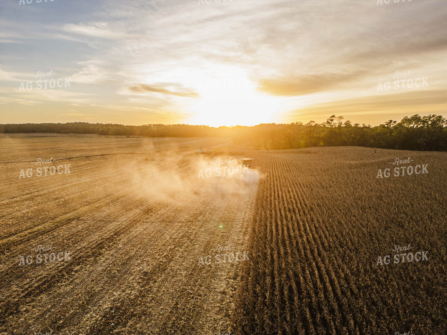Aerial of Corn Harvest 115386
