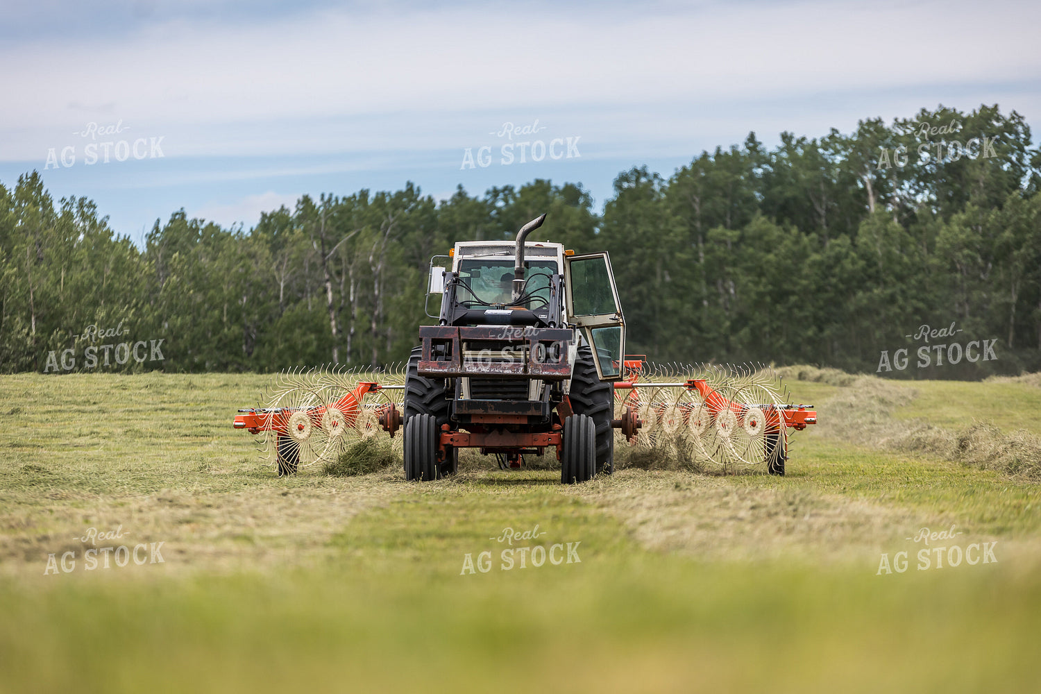 Raking Hay 138157