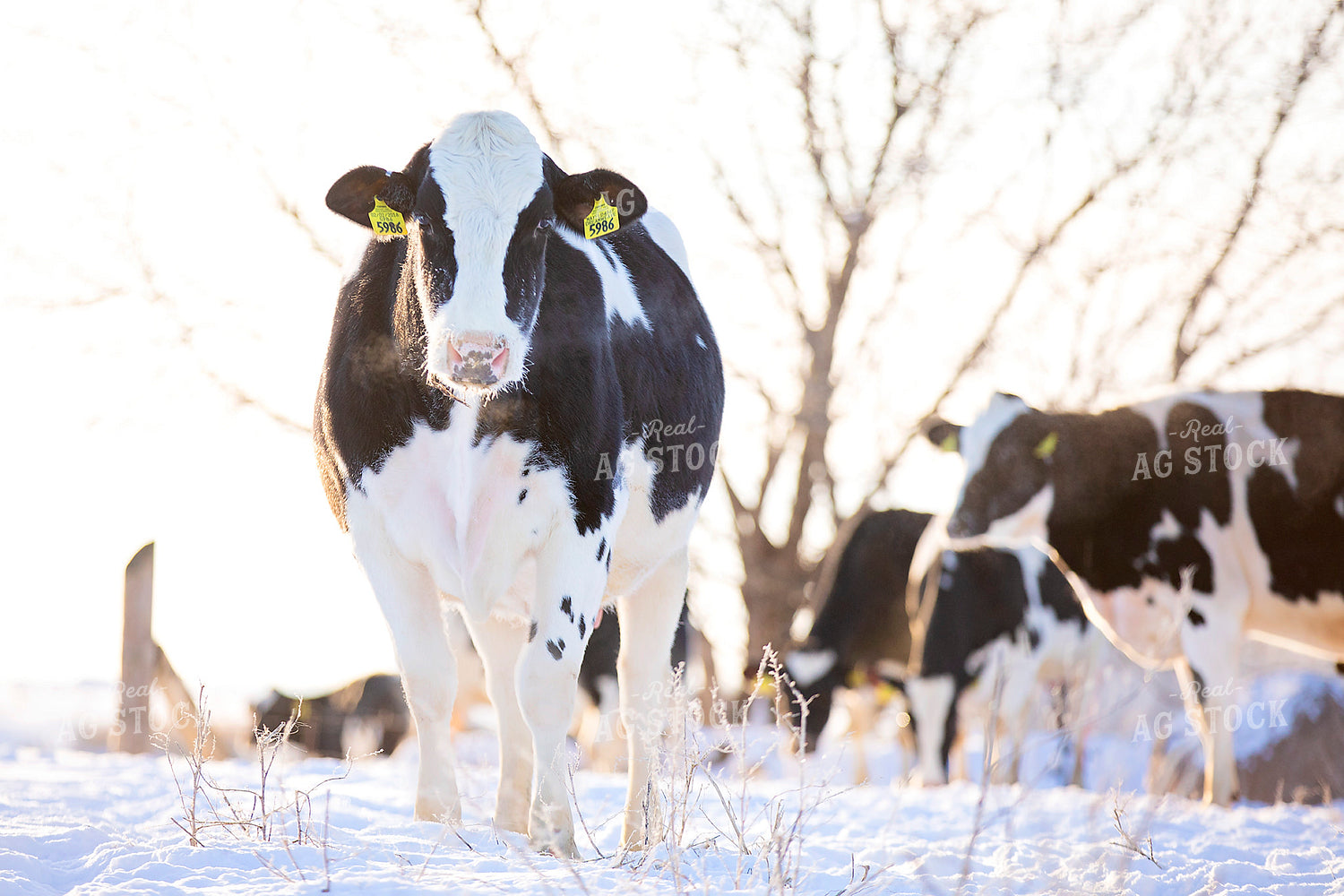 Holstein Cows in Pasture 55021