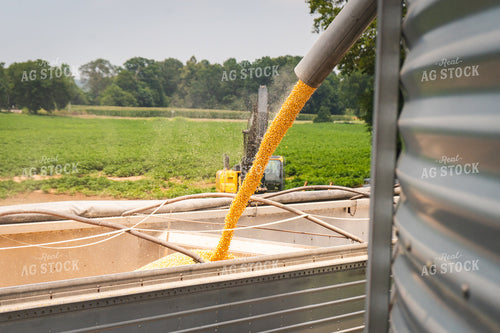 Loading a Trailer with Grain 128036