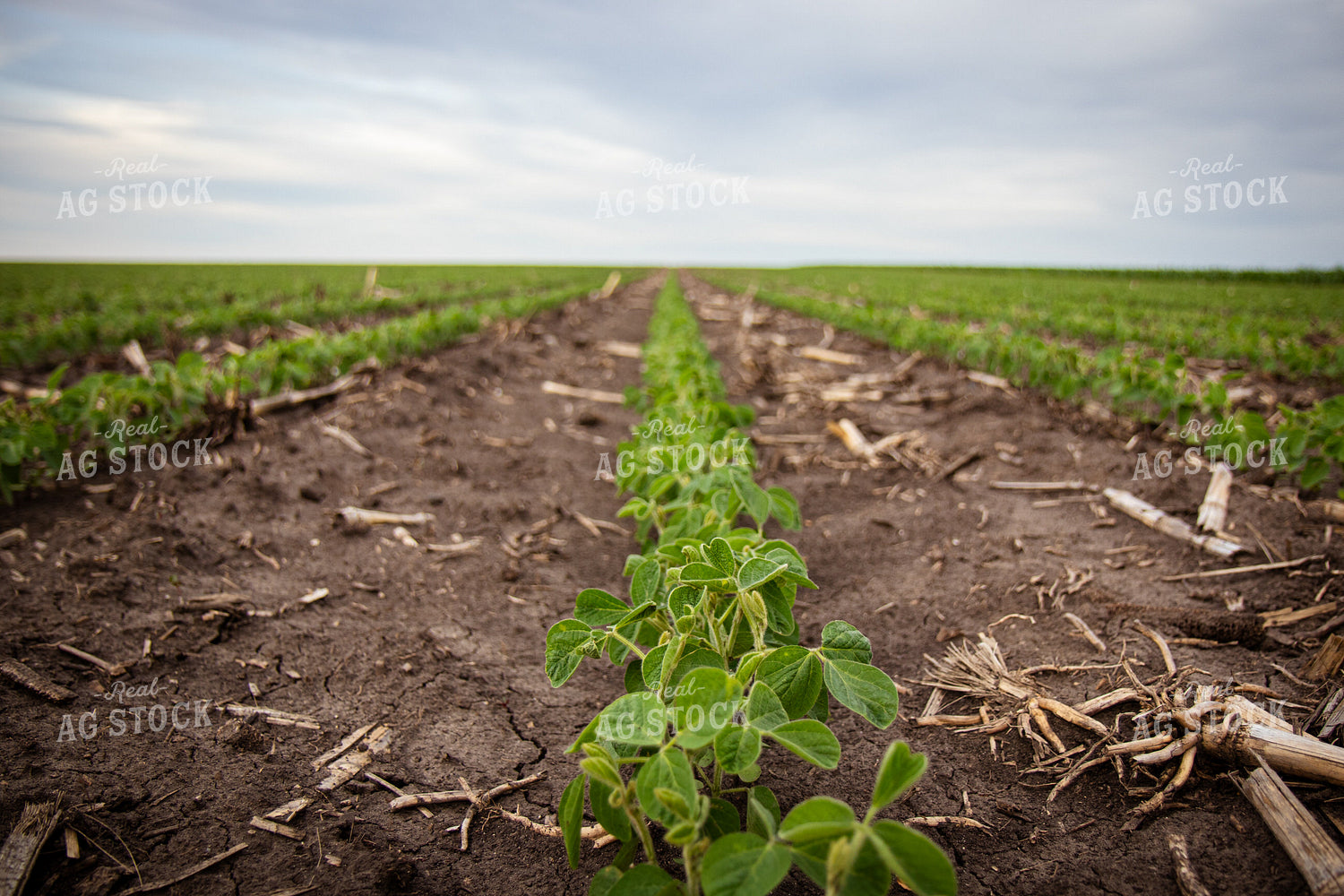 Early Growth Soybeans 67798