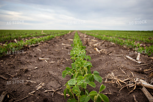Early Growth Soybeans 67798