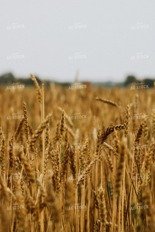 Close Up of Dried Wheat 101031