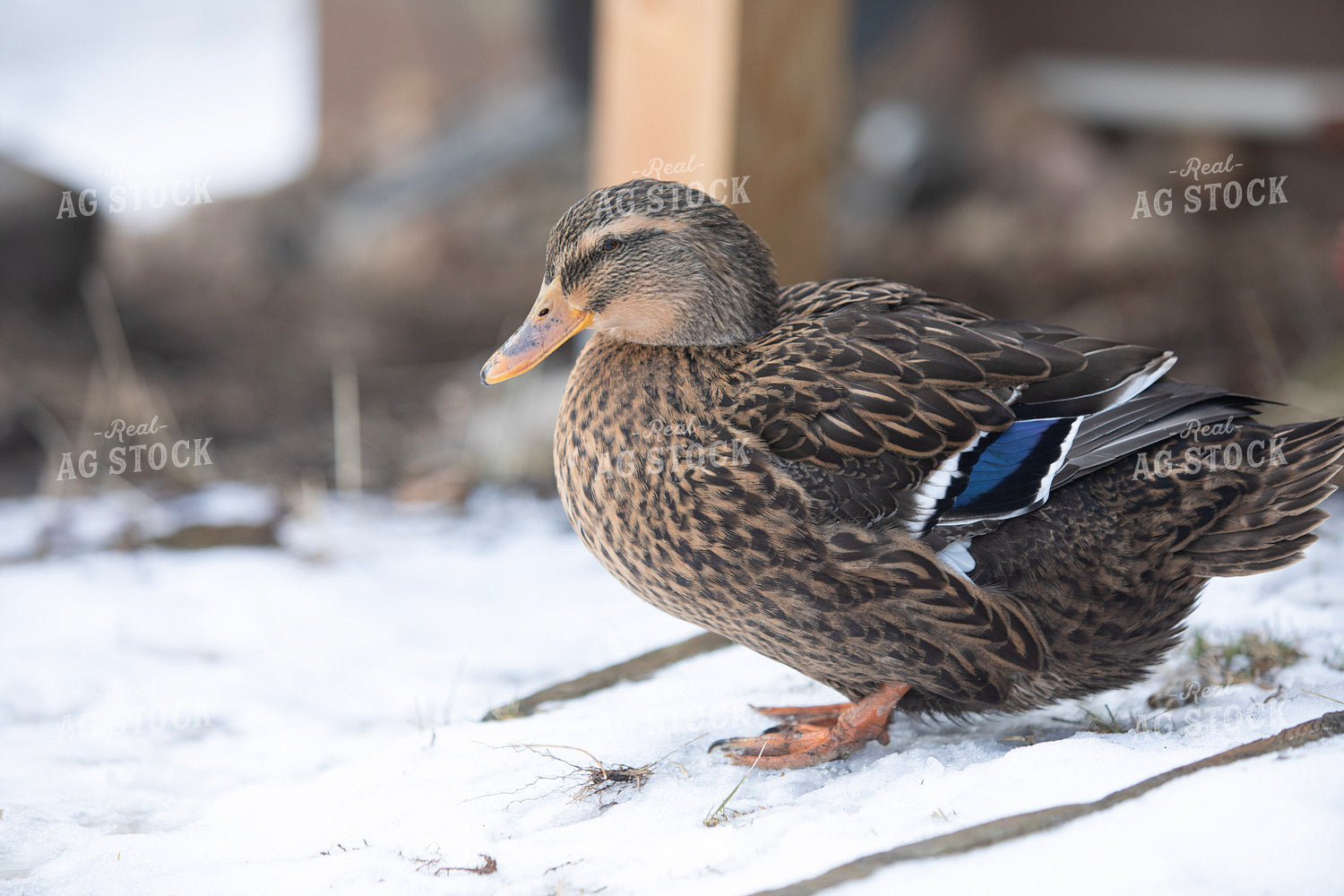 Duck in Snow 117477