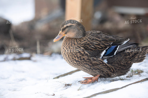 Duck in Snow 117477