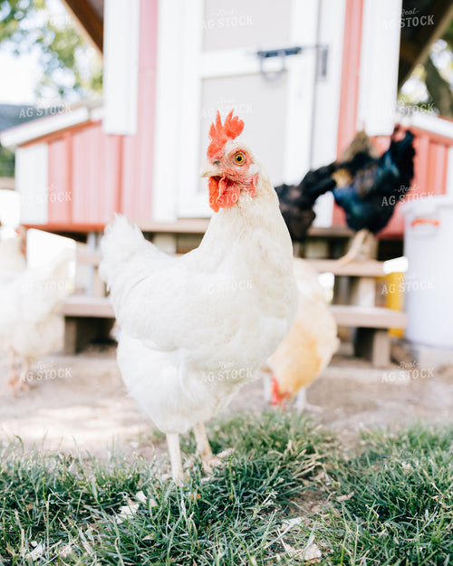 Backyard Chickens 178064