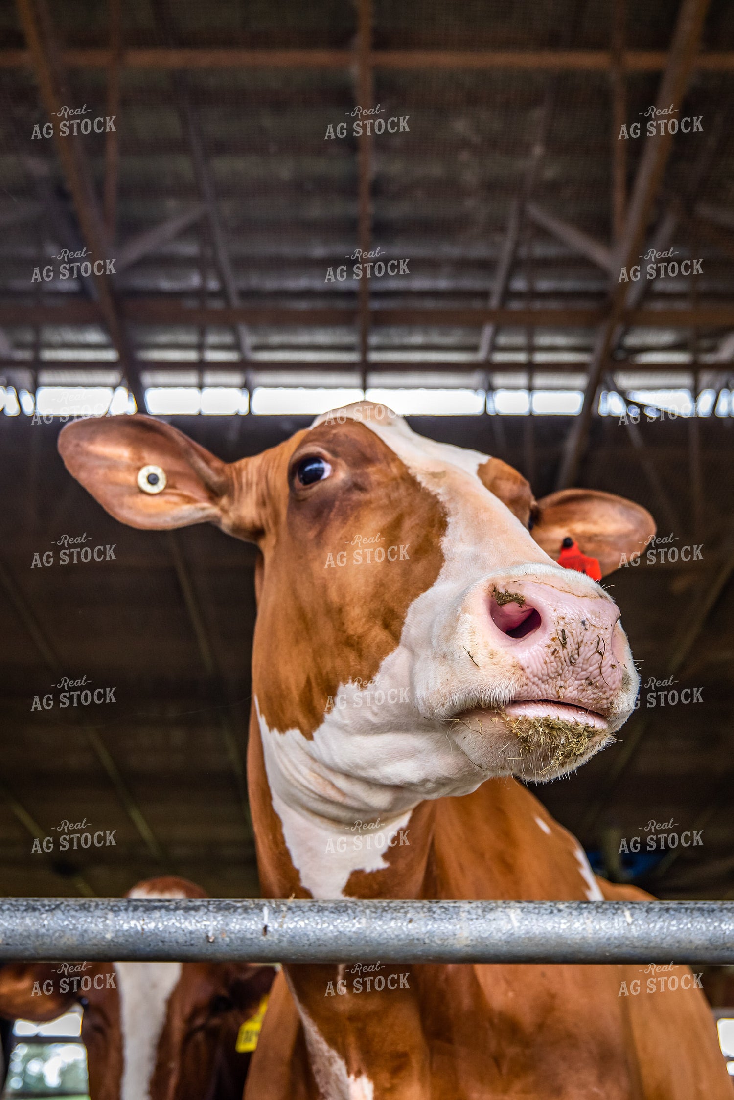 Red Holstein Cow 270191