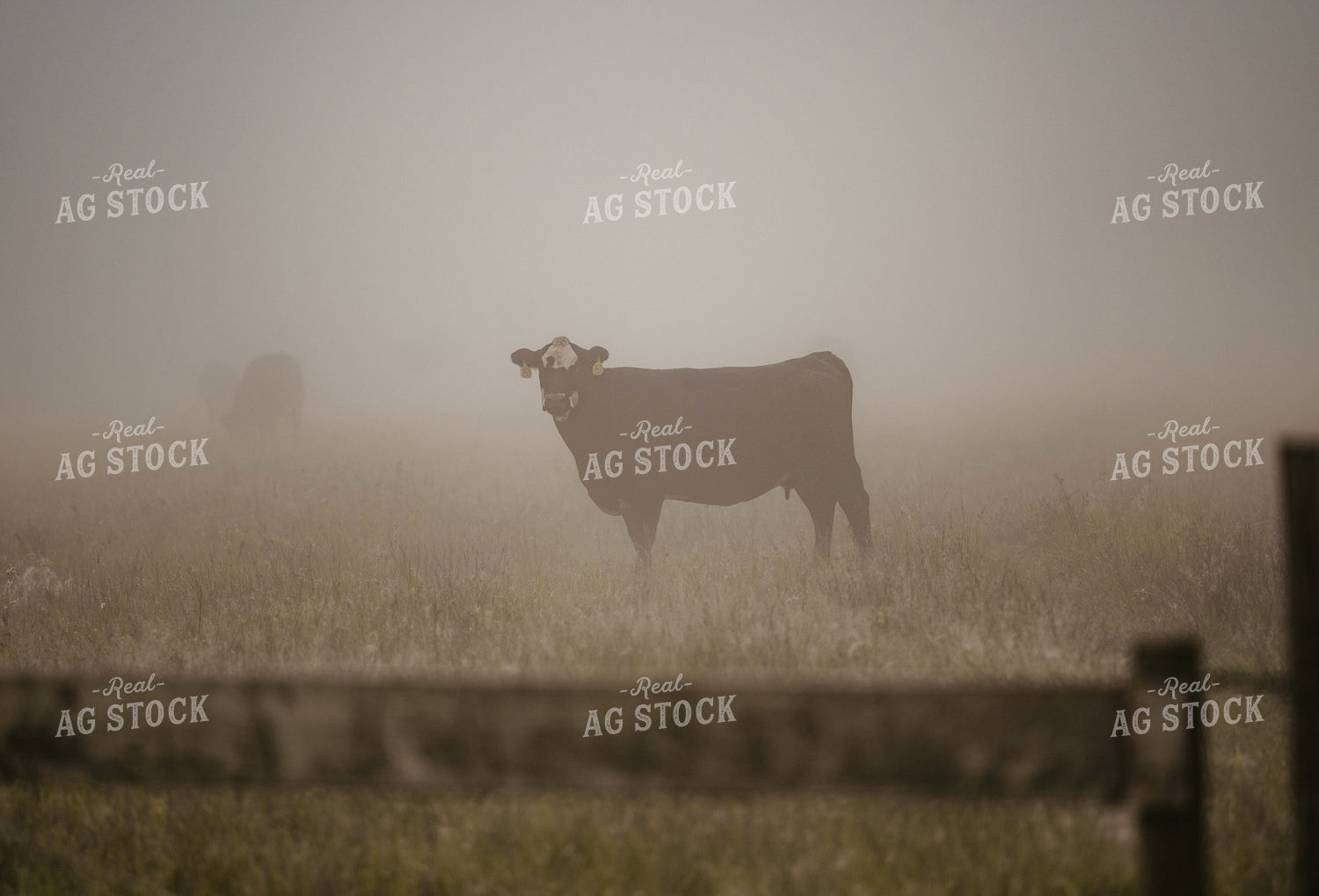 Cattle on Pasture 185251