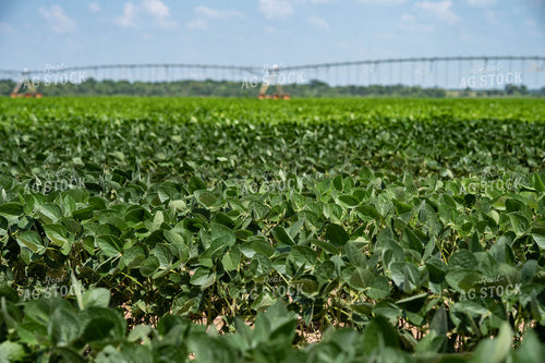 Irrigated Soybeans 91052