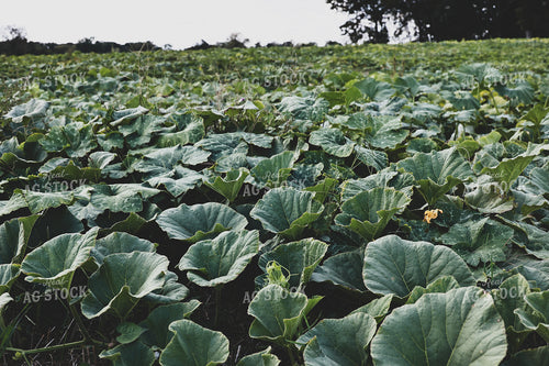 Pumpkins in Field 252008