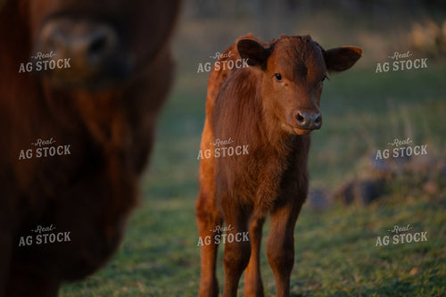 Calf 205037